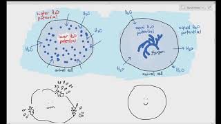 25 Polysaccharides Starch Amylose Amylopectin Glycogen amp Cellulose Cambridge A Level Bio [upl. by Eceryt]