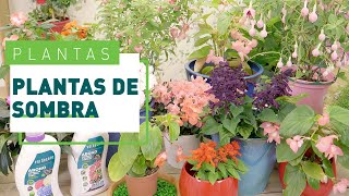 10 plantas de sombra para exterior  Plantas en VERDECORA [upl. by Nicky967]