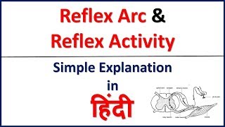 Reflex action amp Reflex arc simple explanation in Hindi  Bhushan Science [upl. by Ahsetel]