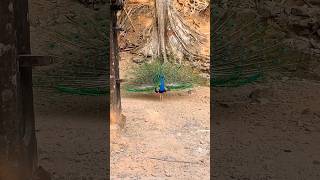 peacock 🦚 dance 💃 ♥️ nice video viral [upl. by Parrott]