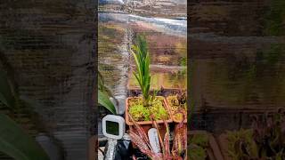 Brocchinia reducta timelapse [upl. by Winther]