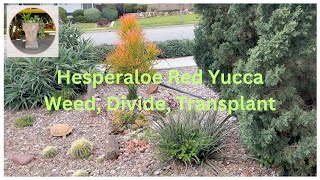 Dividing and Transplanting Hesperaloe Parviflora Red Yucca [upl. by Ahsrav]