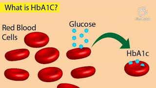 HbA1C Test Glycosylated Hemoglobin Test for Diabetes in Telugu [upl. by Tuppeny349]