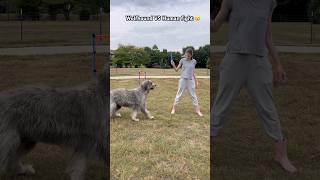 No wolfhounds or humans been harmed in making this video 🙃 irishwolfhound [upl. by Ynitsed]