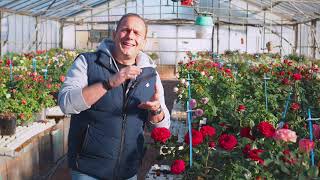 Matthias Meilland talks about the importance of creating compact new roses [upl. by Alyse]