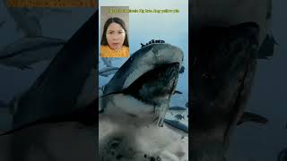 Tiger shark vs yellow pin shortvideo enjoyeverymomentofyourlife trendingshorts [upl. by Enos]