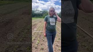 Growing Dahlia Cuttings in the Field [upl. by Raddie]