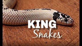 King Snake Care and Maintenance [upl. by Kleper767]