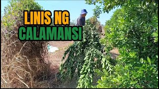 pag tatangal ng mga CALAMONDING SA CALAMANSIAN [upl. by Sibella]