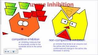 Enzyme Inhibition IB Biology [upl. by Nevuer]