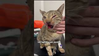 Lili a trecut printrun coșmar după ce a fost lovită de o mașină donateforcats [upl. by Allimrac]