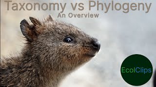 Taxonomy vs Phylogeny Kangaroos as an example  EcolClips [upl. by Niryt]