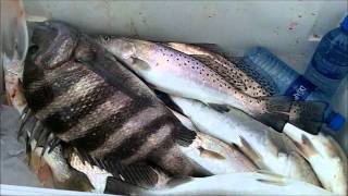 Jacksonville BEST Mayport Jetty Fishing with Capt Dave quotWINTERquot [upl. by Orrin]