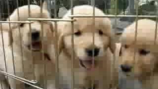 Golden Retriever Puppies [upl. by Teahan]