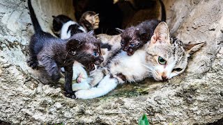 LTT Animal  Drain Rescue Struggling Mom Cat and Kittens Saved From Drain to Recovery [upl. by Ymmac]