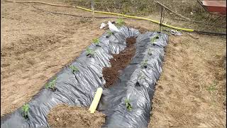 Como plantar tomates con plástico y riego por goteo paso a paso  el huerto de Kevin 🌱 [upl. by Holden]