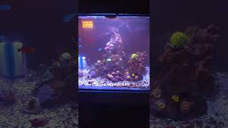 Reef Tank Update [upl. by Richie]