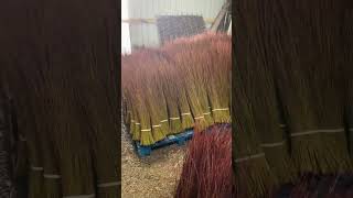 Storing fresh cut willow on our farm [upl. by Cesaria]