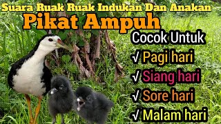 Ampuh Suara Pikat Indukan Dan Anakan Burung Ruak Ruak Langsung Banyak Yang Datang [upl. by Anaele]