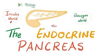 The Endocrine Pancreas Insulin Glucagon and Somatostatin  Endocrine Biology 🧪 [upl. by Carew226]