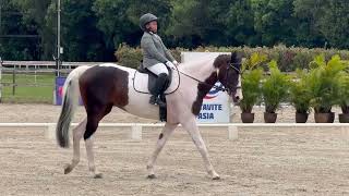 STCEC ANNUAL HORSE SHOW 2024 DAY 3  WON 2ND PLACE FROM 27 PARTICIPANTS ALHAMDULILLAH [upl. by Mccafferty]