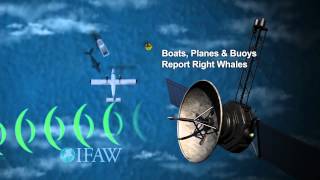 IFAW Whale Alert App Animation [upl. by Ahseka]