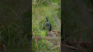 “ Singing lyrebird “Amazing Sounds of The Bird travel photography animals lyrebird photoshop [upl. by Cotsen]