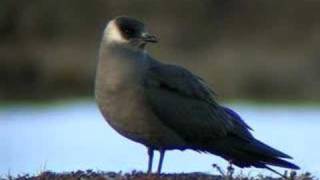 Arctic Skua  Stercorarius parasiticus [upl. by Haldis]