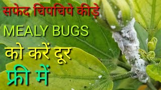 सफेद चिपचिपे कीड़े mealybugs को करें फ्री में 2 मिनट में दूर [upl. by Buddy620]