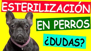 Ventajas y Desventajas de la Esterilización en Perras y Perros Todo lo que Debes Saber [upl. by Yelnik]