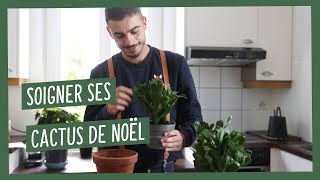 Soigner son cactus de Noël [upl. by Yendys]