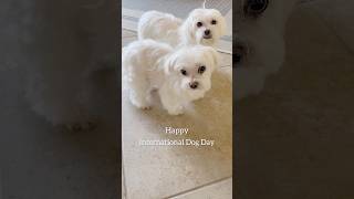 Wishing all the doggies an extra happy International Dog Day❤️ maltese dog maltesedog doglover [upl. by Liva]