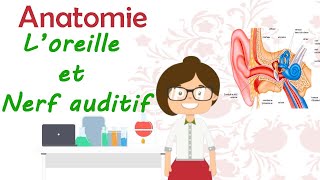 Anatomie  L’oreille et le nerf auditif  laudition  cours de 2 ème année médecine [upl. by Harneen]