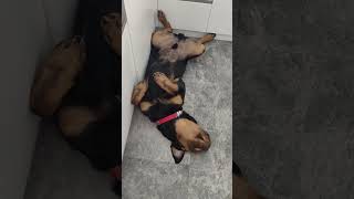 Great Rottie fypシ゚ reels pets puppy babyrottweiler puppyrottweilerfood shorts [upl. by Einama]