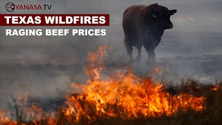 Texas Fires  Raging Beef Prices  Whos Responsible [upl. by Elbertine273]