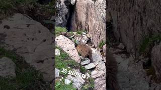 Switzerland  Stockhorn  Alpen  Nature Pure  This is Hiking  Wandern  Berner Oberland [upl. by Irafat640]