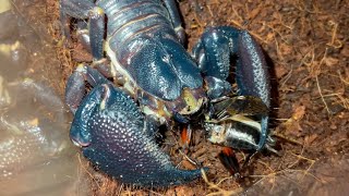 Indian giant forest scorpion Gigantometrus swammerdami feeding black cricket [upl. by Glarum]