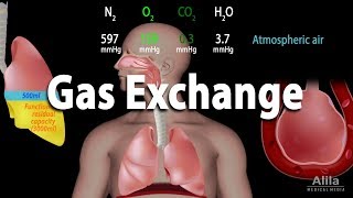 Gas Exchange and Partial Pressures Animation [upl. by Ahsets]