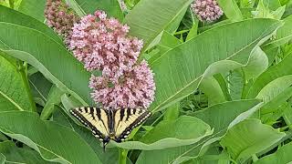 🦋 milkweed [upl. by Thevenot]