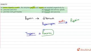 In human digestive system the enzymes pepsin and trypsin are secreted respectively by [upl. by Adnohsor]