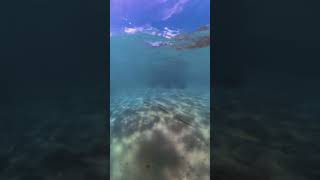 ladyfish awaaua ocean underwater diving reef [upl. by Boothman]