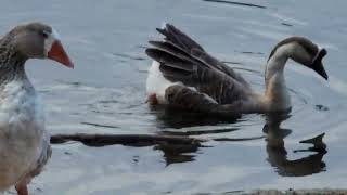 Birds of Chollas Lake mallardducks geese blueheron JemOfDaNile taiso sandiego lake [upl. by Wedurn915]