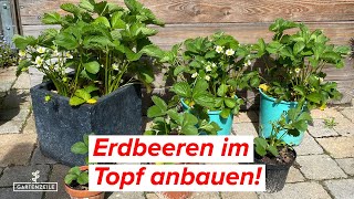 Erdbeeren im Topf anbauen  Vermeide diese Fehler für eine reiche Ernte [upl. by Attenrad]