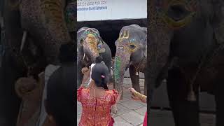 Elephants eating bananas in Shringeri Sharada PeetamKarnataka [upl. by Winnie]