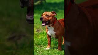 🐾 Discovering the American Staffordshire Terrier 🐕Dog Dogs Dogfacts Americanstaffordshireterrier [upl. by Anaylil]