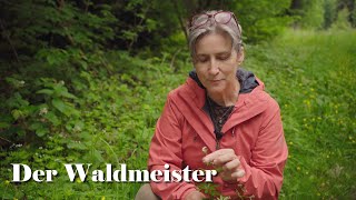 Der Waldmeister  mehr als eine Bowlepflanze [upl. by Enoyrt]