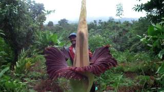 Amorphophallus titanum  Quest for the Titan Lily  Paradise Distributors [upl. by Banwell]