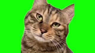 disappointed cat meme green screen [upl. by Leontina]