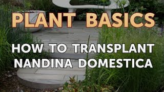 How to Transplant Nandina Domestica [upl. by Essirahc]