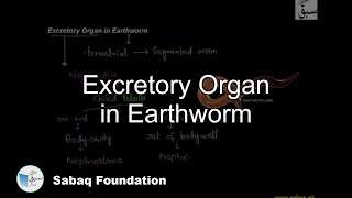 Excretion in Earthworm Biology Lecture  Sabaqpk [upl. by Aneeras523]